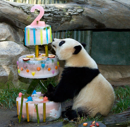 http://currentinstinct.files.wordpress.com/2011/09/panda-birthday-picture-5.jpg?w=425&h=417